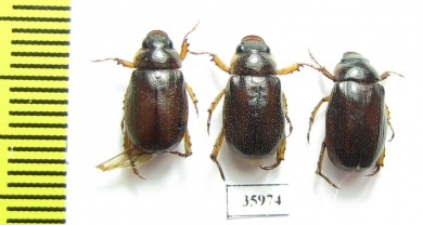 Rutelinae sp.  Tanzania - INSECTS-STORE.RU