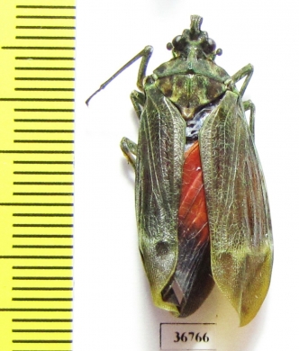 Homoptera sp.  Ecuador - INSECTS-STORE.RU