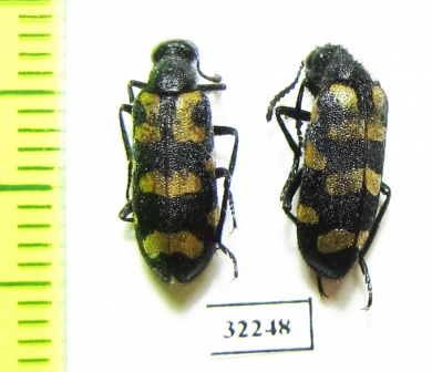 Meloidae sp.  South Africa Rep. - INSECTS-STORE.RU