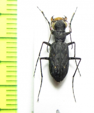 Stenolophyra saraliensis  Tanzania - INSECTS-STORE.RU