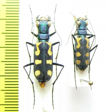 Calochroa mouhoti elegantula, pair  Thailand - INSECTS-STORE.RU