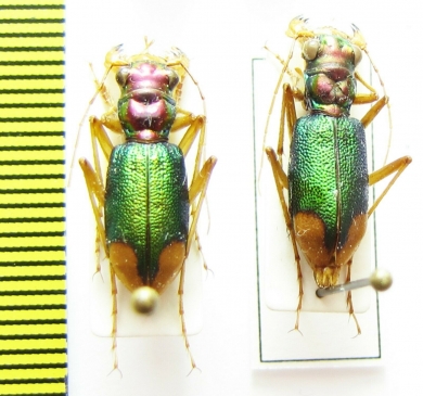 Tetracha ensenada, pair  Ecuador - INSECTS-STORE.RU