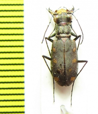 Cicindela sp.  USA, Arizona - INSECTS-STORE.RU