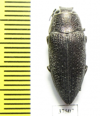 Lampetis svobodai  Oman - INSECTS-STORE.RU