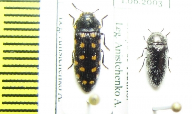 Acmaeodera degener quatuordecimpunctata, A.languinosa  Spain - INSECTS-STORE.RU