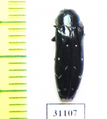 Coraebus sp.  Philippines - INSECTS-STORE.RU