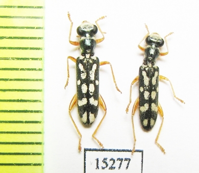 Cleridae sp. Laos - INSECTS-STORE.RU