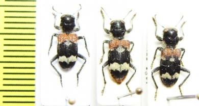 Clerus mutillarius  Ukraina/Slovakia - INSECTS-STORE.RU