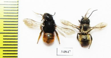 Hymenoptera sp.  Russia, Tver reg. - INSECTS-STORE.RU