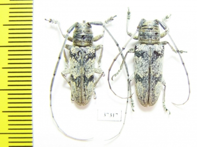 Prosopocera sp., pair  South Africa Rep. - INSECTS-STORE.RU