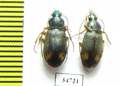 Carabidae sp.  Ethiopia - INSECTS-STORE.RU