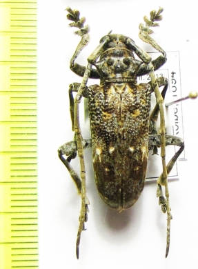 Phrynetopsis trituberculata  Tanzania - INSECTS-STORE.RU