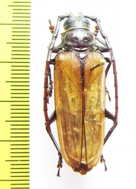 Osphryon sp.  Indonesia, Papua - INSECTS-STORE.RU