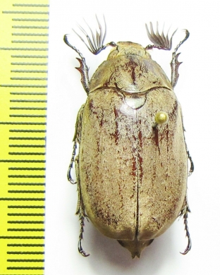 Melolontha sp.  China, Yunnan prov. - INSECTS-STORE.RU