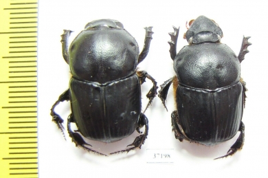 Onitis sp., pair  South Africa Rep. - INSECTS-STORE.RU
