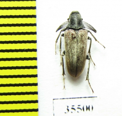 Ripiphoridae, Ptilophorus fallax, male  Tajikistan - INSECTS-STORE.RU