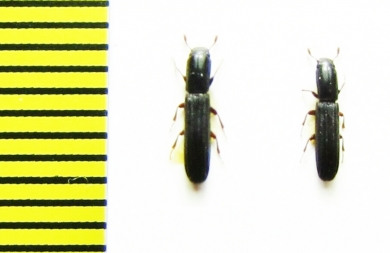 Colydium lineola  USA - INSECTS-STORE.RU