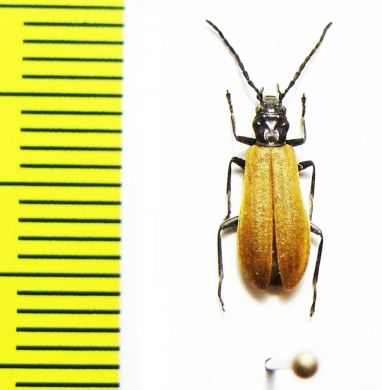 Ischnomera sp.  Turkey, Tunceli prov. - INSECTS-STORE.RU