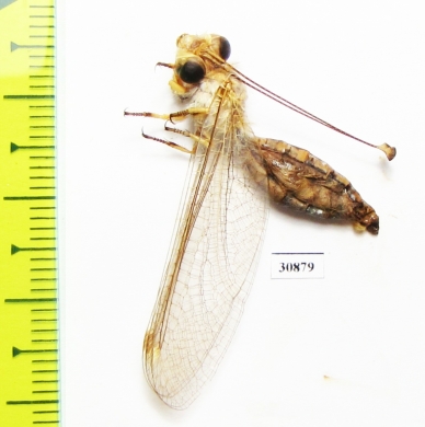 Ascalaphidae sp.  Tajikistan - INSECTS-STORE.RU