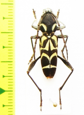 Clytosaurus priapus  Malaysia - INSECTS-STORE.RU