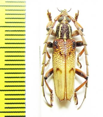 Coptopterus sp.  Indonesia, Papua - INSECTS-STORE.RU