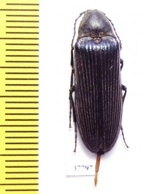 Cephalodendron sp.  Madagascar 25mm - INSECTS-STORE.RU