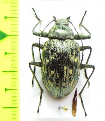 Tenebrionidae sp.  Vietnam - INSECTS-STORE.RU