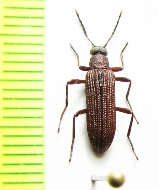 Tenebrionidae sp.  Malaysia - INSECTS-STORE.RU