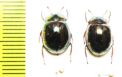 Tenebrionidae sp.  Malaysia, Borneo - INSECTS-STORE.RU