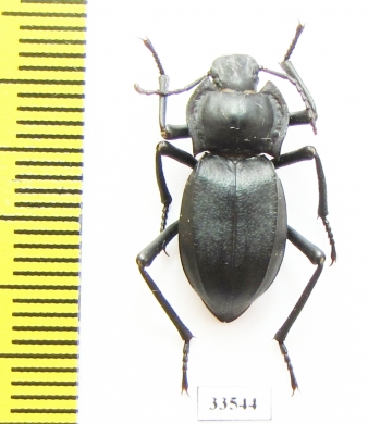 Cyphogenia lucifuga  Russia, Daghestan reg. - INSECTS-STORE.RU