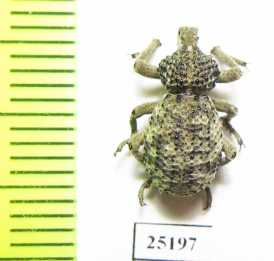 Brachyceridae sp.4  South Africa Rep. - INSECTS-STORE.RU