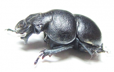 Lethrus frater, male  Tajikistan - INSECTS-STORE.RU