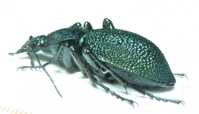 Carabus (Procerus) scabrosus antonkozlovi, male  Armenia 45mm TOPOTYPUS - INSECTS-STORE.RU