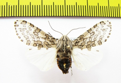 Erebidae sp.  Bolivia - INSECTS-STORE.RU