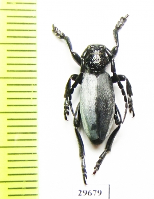 Dorcadion semiargentatum sarabense  Iran, E.Azerbaijan prov. - INSECTS-STORE.RU