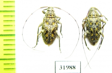 Atrypanius sp.  Peru - INSECTS-STORE.RU