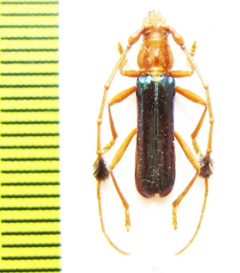 Compsocerus violaceus  Argentina - INSECTS-STORE.RU