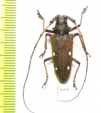 Cerambycidae sp.  Costa Rica - INSECTS-STORE.RU