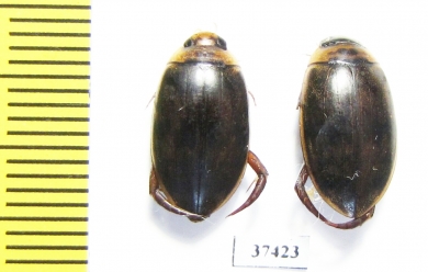 Dytiscidae sp.  South Africa Rep. - INSECTS-STORE.RU