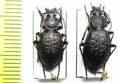 Carabus (Diocarabus) loschnikovi, pair  Russia, Krasnoyarsk reg. - INSECTS-STORE.RU