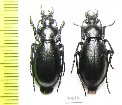 Carabus (Trachycarabus) sibiricus tscherkessicus, pair  Russia, Karachaevo-Cherkessia reg. - INSECTS-STORE.RU