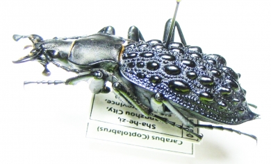 Carabus (Coptolabrus) pustulifer shangzhoicus  China - INSECTS-STORE.RU