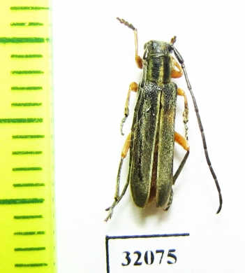 Phytoecia cinctipennis  Russia, Tuva reg. - INSECTS-STORE.RU