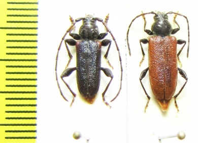 Callidiellum rufipenne, pair  Rissia, Krasnodar reg. - INSECTS-STORE.RU