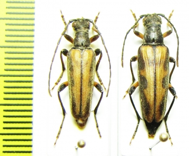 Dokhtouroffia nebulosa, pair  Kazakhstan - INSECTS-STORE.RU