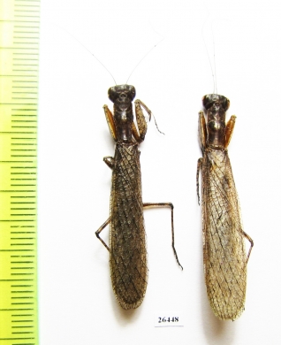 Mantodea sp.  Oman - INSECTS-STORE.RU