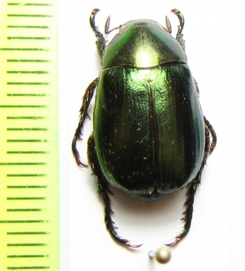 Anomala dalatensis  Vietnam - INSECTS-STORE.RU