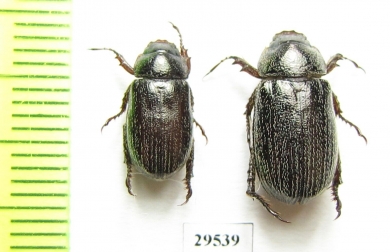 Phaeadoretus comptus  Uzbekistan - INSECTS-STORE.RU