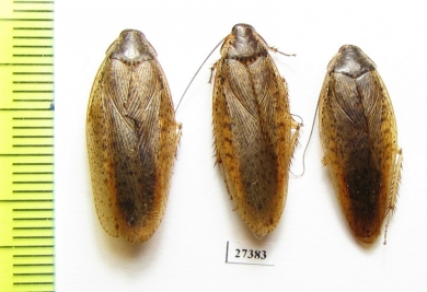 Blattodea sp.  Madagascar - INSECTS-STORE.RU