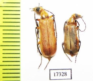 Meloidae sp.  Namibia - INSECTS-STORE.RU